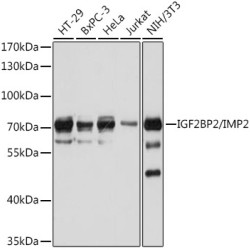IGF2BP2/IMP2 Rabbit pAb