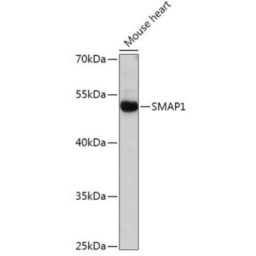 SMAP1 Rabbit pAb