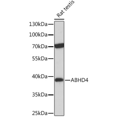 ABHD4 Rabbit pAb