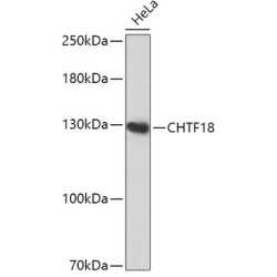 CHTF18 Rabbit pAb