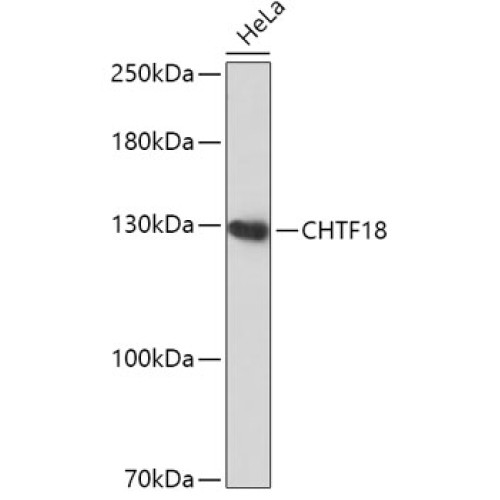 CHTF18 Rabbit pAb
