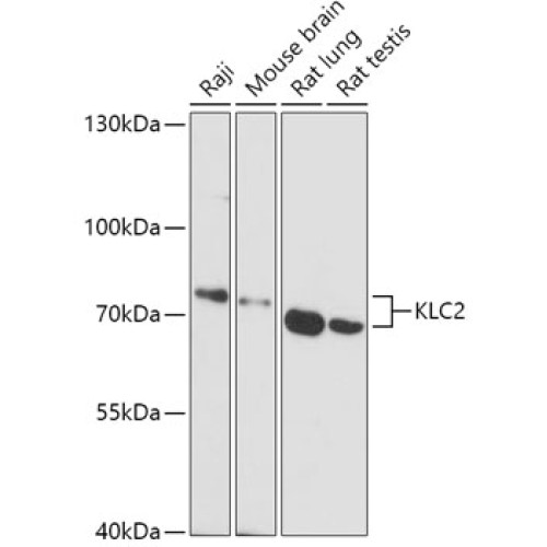 KLC2 Rabbit pAb