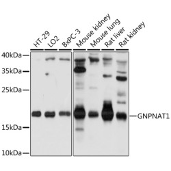 GNPNAT1 Rabbit pAb