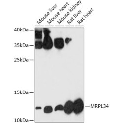 MRPL34 Rabbit pAb