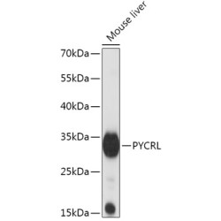 PYCRL Rabbit pAb