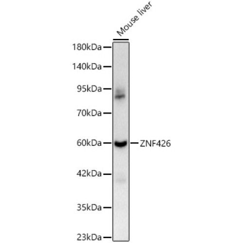 ZNF426 Rabbit pAb