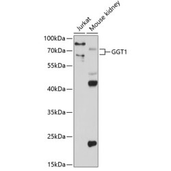 GGT1 Rabbit pAb