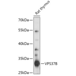 VPS37B Rabbit pAb