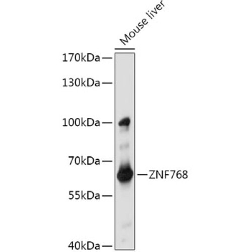 ZNF768 Rabbit pAb