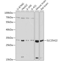 [KO Validated] SLC25A22 Rabbit pAb