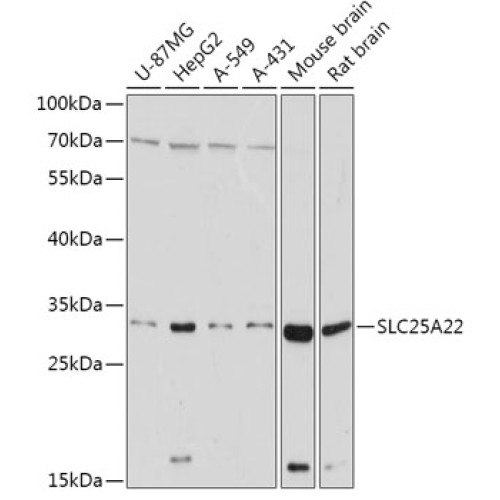 [KO Validated] SLC25A22 Rabbit pAb