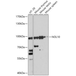 NOL10 Rabbit pAb