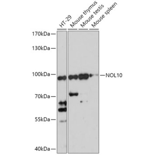 NOL10 Rabbit pAb