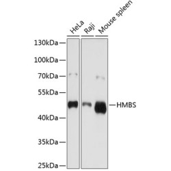 HMBS Rabbit pAb