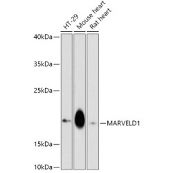 MARVELD1 Rabbit pAb