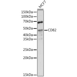 CD82 Rabbit pAb