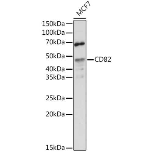 CD82 Rabbit pAb