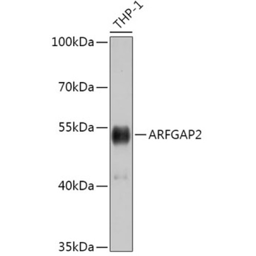 ARFGAP2 Rabbit pAb