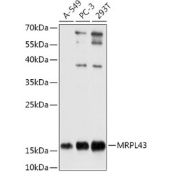 MRPL43 Rabbit pAb