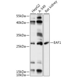 EAF1 Rabbit pAb