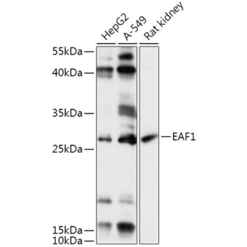 EAF1 Rabbit pAb