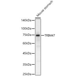 TRIM47 Rabbit pAb