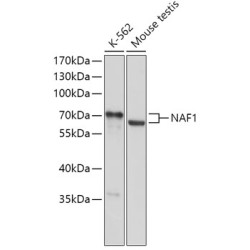 NAF1 Rabbit pAb