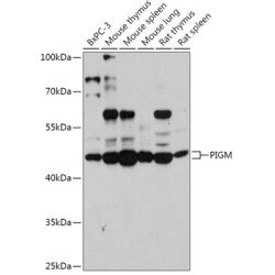 PIGM Rabbit pAb