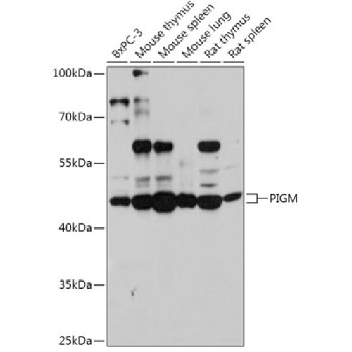 PIGM Rabbit pAb