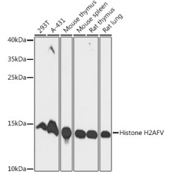 Histone H2AFV Rabbit pAb