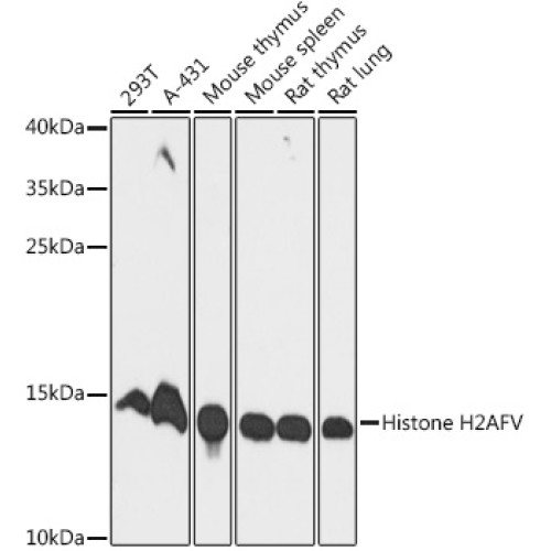 Histone H2AFV Rabbit pAb
