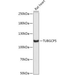 TUBGCP5 Rabbit pAb