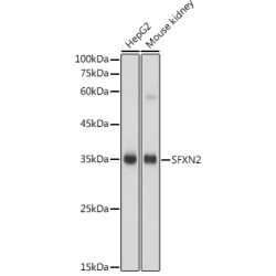 SFXN2 Rabbit pAb