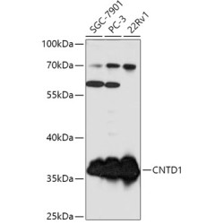 CNTD1 Rabbit pAb