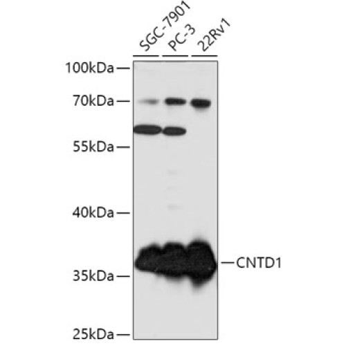 CNTD1 Rabbit pAb