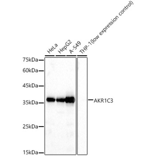 AKR1C3 Rabbit pAb