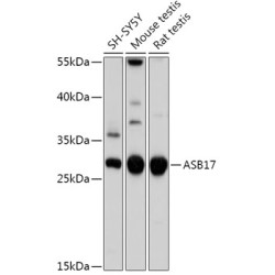 ASB17 Rabbit pAb