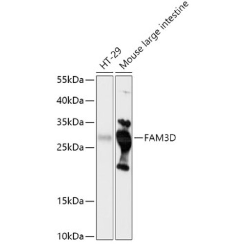 FAM3D Rabbit pAb