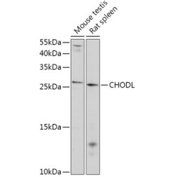 CHODL Rabbit pAb