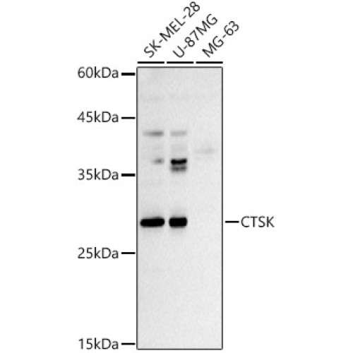 CTSK Rabbit pAb