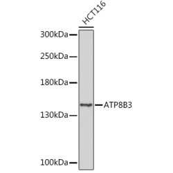 ATP8B3 Rabbit pAb