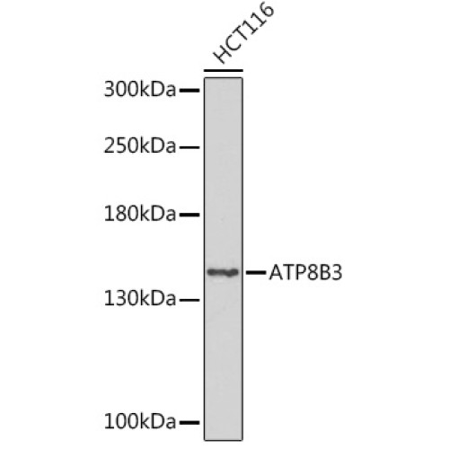 ATP8B3 Rabbit pAb