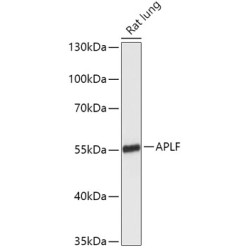 APLF Rabbit pAb