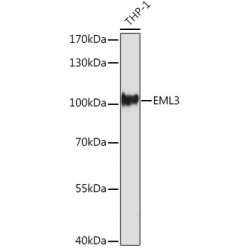 EML3 Rabbit pAb