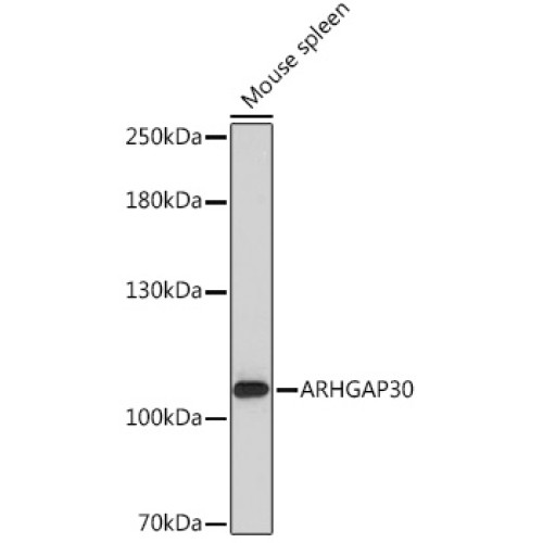 ARHGAP30 Rabbit pAb