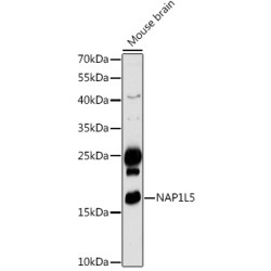 NAP1L5 Rabbit pAb