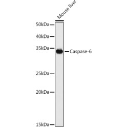 Caspase-6 Rabbit pAb