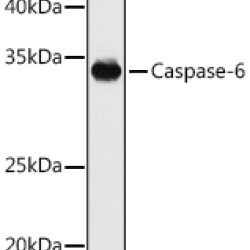 Caspase-6 Rabbit pAb