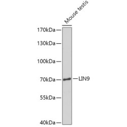 LIN9 Rabbit pAb