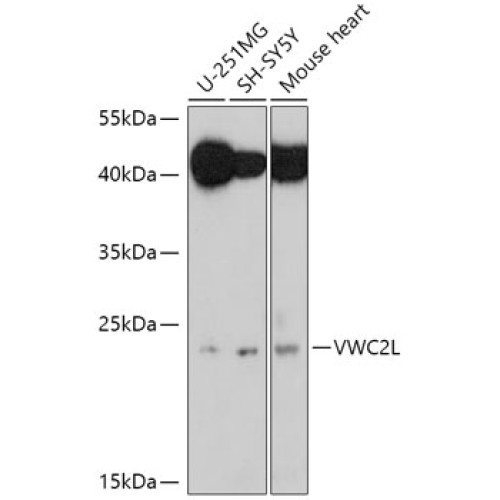 VWC2L Rabbit pAb